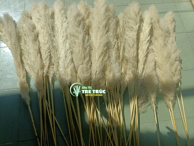 Cỏ Lau Khô - Cung Cấp Bông Cỏ Lau Trang Trí Giá Rẻ Tại Tp.hcm