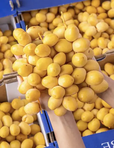 Chà Là Tươi Ai Cập: Đặc Điểm, Lợi Ích Sức Khỏe Và Cách Sử Dụng