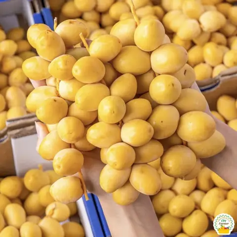 Chà Là Tươi Ai Cập: Đặc Điểm, Lợi Ích Sức Khỏe Và Cách Sử Dụng