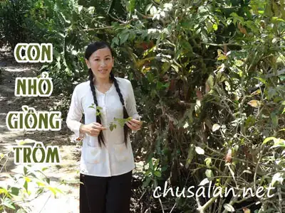 Chu Sa Lan Là Ai? Tiểu Sử, Sự Nghiệp Và Những Dấu Ấn Đặc Biệt