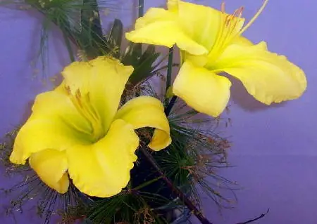 Chứng Nhân Jehovah Là Ai? Nguồn Gốc, Niềm Tin Và Những Điều Cần Biết