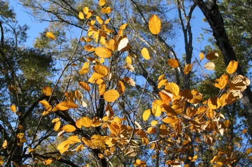 Chứng Nhân Jehovah Là Ai? Nguồn Gốc, Niềm Tin Và Những Điều Cần Biết