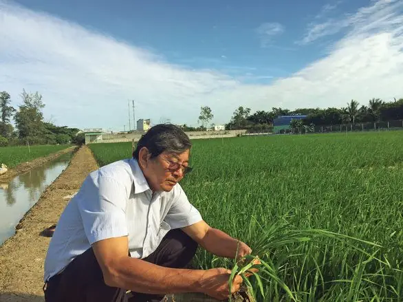 Hồ Quang Cua: Người Kỹ Sư Nông Nghiệp Và Hành Trình Đưa Gạo Việt Nam Vươn Tầm Thế Giới