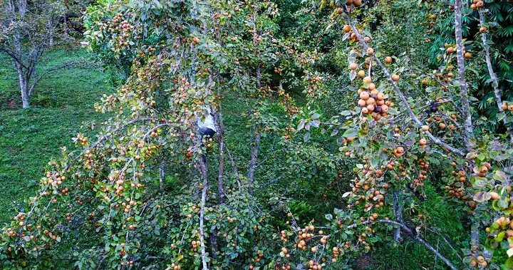 Lê Hồng Thái: Hành Trình Đầy Đủ Tiểu Sử, Sự Nghiệp Vượt Trội Và Gương Sáng Nghệ Thuật