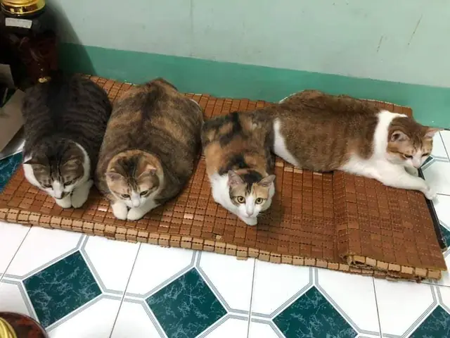 Lê Gia Linh (meo Xinh): Tiểu Sử, Sự Nghiệp Và Sức Ảnh Hưởng Của Hotface Gen Z Lê Gia Linh (meo Xinh): Tiểu Sử, Sự Nghiệp Và Sức Ảnh Hưởng Của Hotface Gen Z