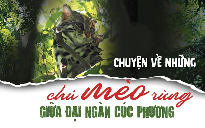 Lê Gia Linh (meo Xinh): Tiểu Sử, Sự Nghiệp Và Sức Ảnh Hưởng Của Hotface Gen Z Lê Gia Linh (meo Xinh): Tiểu Sử, Sự Nghiệp Và Sức Ảnh Hưởng Của Hotface Gen Z