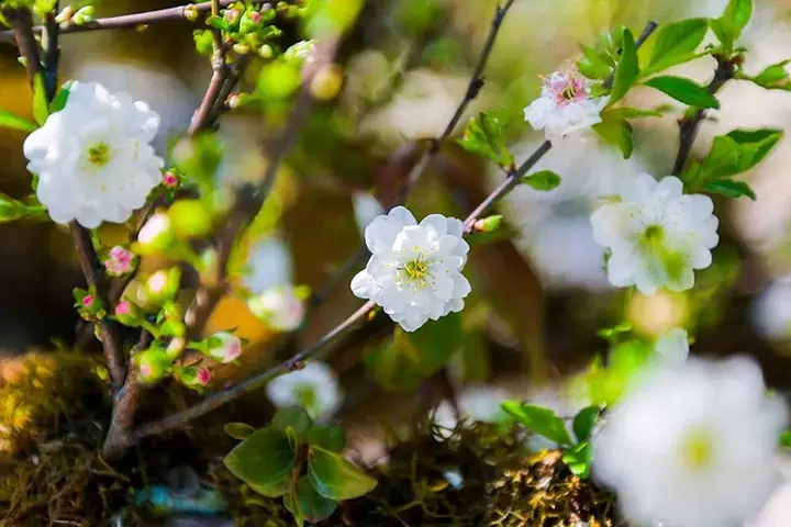 Giải Mã "nhất Chi Mai": Từ Biểu Tượng Văn Hóa Việt Đến Danh Xưng Nhân Vật