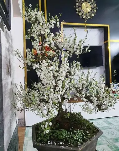 Giải Mã "nhất Chi Mai": Từ Biểu Tượng Văn Hóa Việt Đến Danh Xưng Nhân Vật