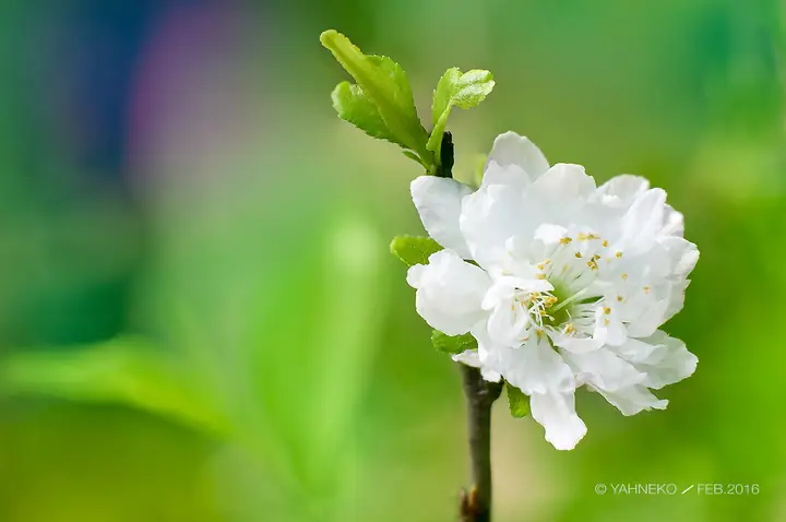 Giải Mã "nhất Chi Mai": Từ Biểu Tượng Văn Hóa Việt Đến Danh Xưng Nhân Vật