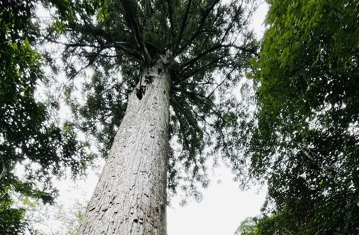 Ông Bành Tổ Là Ai? Nguồn Gốc, Vai Trò Và Ý Nghĩa Văn Hóa Trong Lịch Sử Trung Quốc