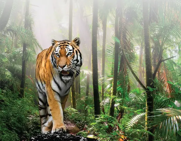 Bầu Đức Là Ai? Chân Dung Đương Viện "ông Hổ" Lãnh Đạo Hoàng Anh Gia Lai Bầu Đức Là Ai? Chân Dung Đương Viện "ông Hổ" Lãnh Đạo Hoàng Anh Gia Lai