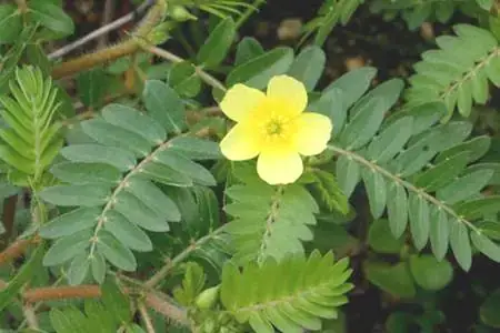 Quỷ Kiến Sầu: Nguồn Gốc, Ý Nghĩa Và Sức Hút Vượt Thời Gian