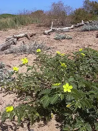 Quỷ Kiến Sầu: Nguồn Gốc, Ý Nghĩa Và Sức Hút Vượt Thời Gian