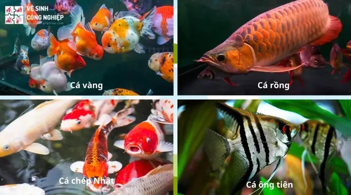 Chọn Cá Nuôi Trong Bể Chọn Cá Nuôi Trong Bể