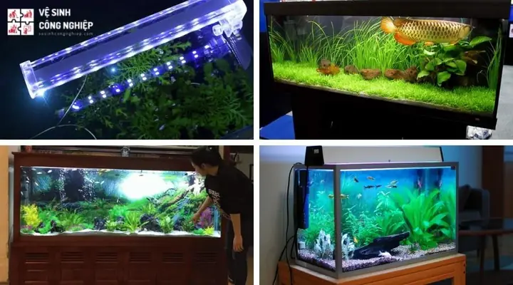 Sử Dụng Hệ Thống Ánh Sáng Cho Bể Cá Sử Dụng Hệ Thống Ánh Sáng Cho Bể Cá