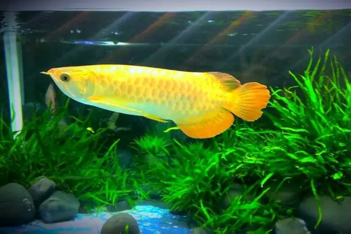 Hồ Cá Rồng Xu Hướng 2025 - Koi Thiên Dương