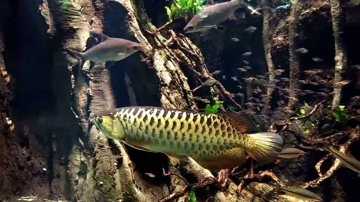 Tiêu Chí 1 Chiếc Bể Để Nuôi Cá Rồng