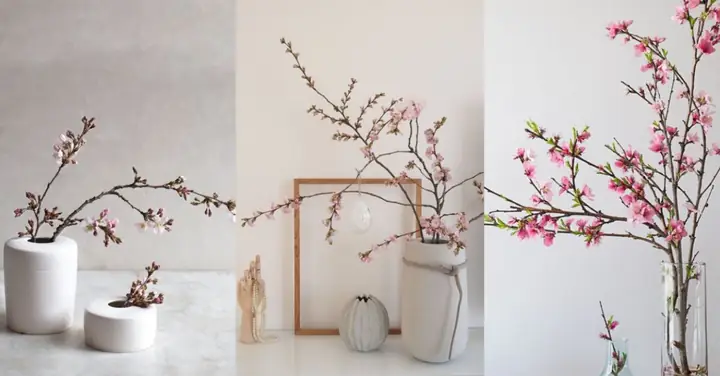 Cách Chọn Màu Sắc Hoa Đào Hợp Phong Thủy