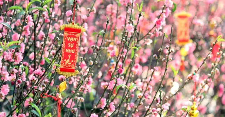 Trang Trí Cây Đào Với Câu Đối Tết