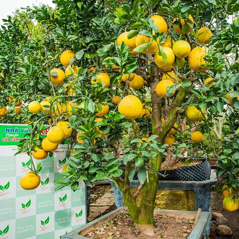 Cây Bưởi Diễn Chưng Tết Đủ Size – Trang Trí Xuân Sang Trọng ...