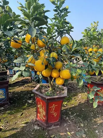 Cây Bưởi Diễn Trái Vàng Chưng Tết | Cây Ăn Trái Dễ Trồng