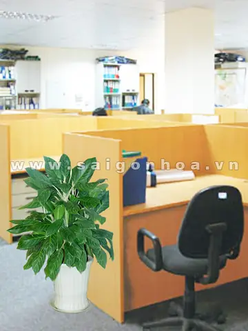 Cây Nội Thất - Cây Văn Phòng Archives • Sài Gòn Hoa Cây Nội Thất - Cây Văn Phòng Archives • Sài Gòn Hoa