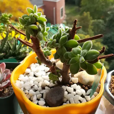 101+ Cách Decor Sỏi Trang Trí Chậu Cây Để Bàn 101+ Cách Decor Sỏi Trang Trí Chậu Cây Để Bàn