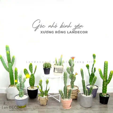 Tổng Hợp Các Mẫu Xương Rồng Decor Quán Cafe, Văn ... Tổng Hợp Các Mẫu Xương Rồng Decor Quán Cafe, Văn ...