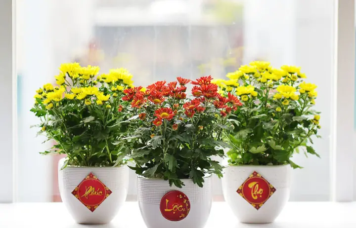 Cách Trang Trí Lọ Hoa Ngày Tết Để Tô Điểm Cho Phòng Khách?