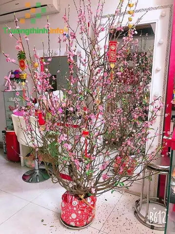 Một Số Hình Ảnh Trang Trí Cây Đào Tết