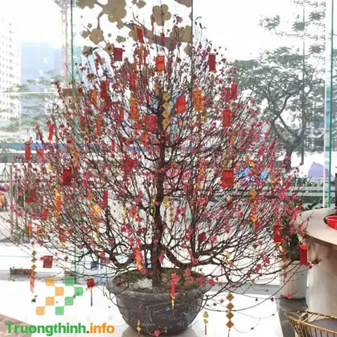 Một Số Hình Ảnh Trang Trí Cây Đào Tết