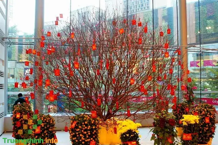 Trang Trí Cây Đào Ngày Tết Bằng Bao Lì Xì