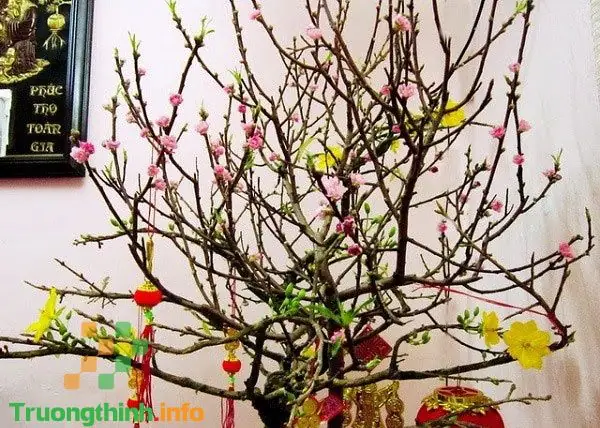 Một Số Hình Ảnh Trang Trí Cây Đào Tết