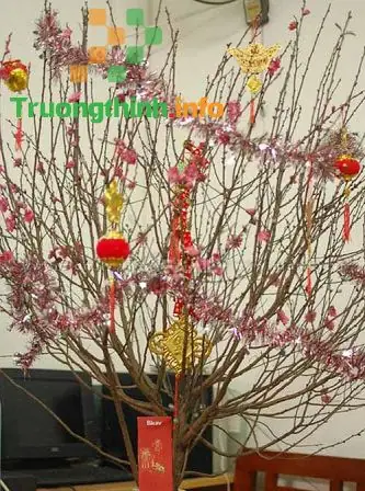 Trang Trí Cây Đào Bằng Dây Kim Tuyến