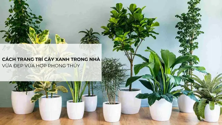 Cách Trang Trí Cây Xanh Trong Nhà Vừa Đẹp Vừa Hợp Phong Thủy
