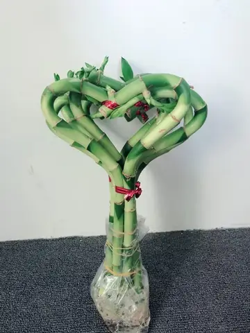 Tìm Kiếm Ý Tưởng Trang Trí Nhà Với Màu Xanh Lá Cây Được Sử Dụng Nhiều Nhất Hiện Nay?