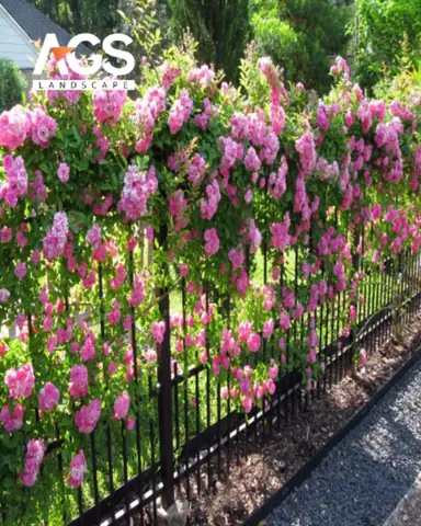 Kết Hợp Yếu Tố Thiên Nhiên Và Cây Xanh (ags Landscape)