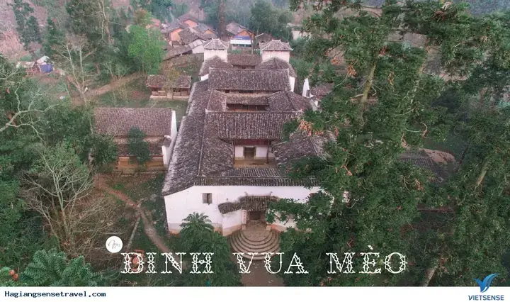 Vua Mèo Là Ai? Giải Mã Danh Xưng Huyền Thoại Trong Văn Hóa Đại Chúng