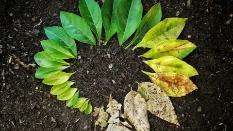 Tôn Giả Xá Lợi Phất: Đệ Nhất Trí Tuệ Và Những Câu Chuyện Lịch Sử