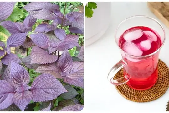 Những Người Nào Không Nên Uống Nước La Tía To?