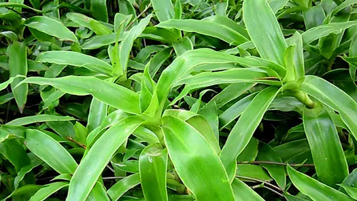 Cây Bao Tử Có Tác Dụng Gì? Công Dụng Và Lợi Ích Sức Khỏe