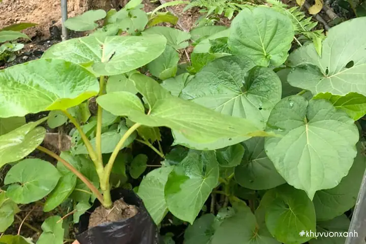 Cây dổi đất có tác dụng gì? Cây Dổi Đất Có Tác Dụng Gì?