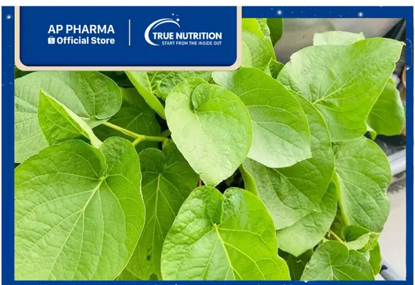 Cây Xá Xị Có Tác Dụng Gì? Công Dụng Và Lợi Ích Sức Khỏe