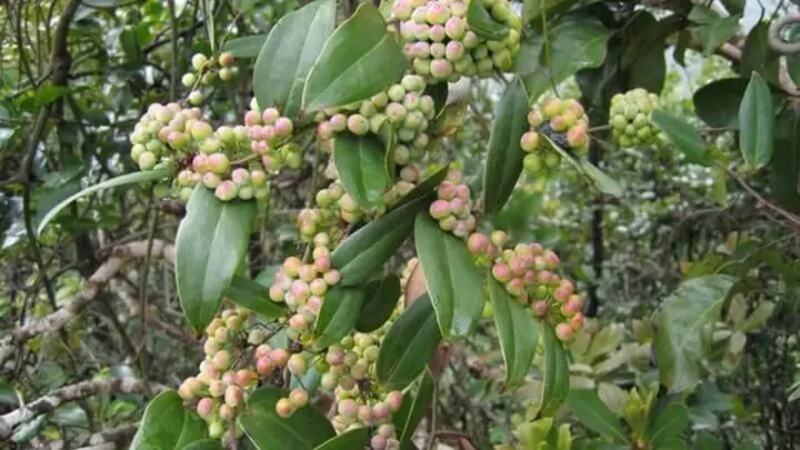 Củ Khử Khắc Có Tác Dụng Gì? Tổng Hợp Ứng Dụng Từ A Đến Z