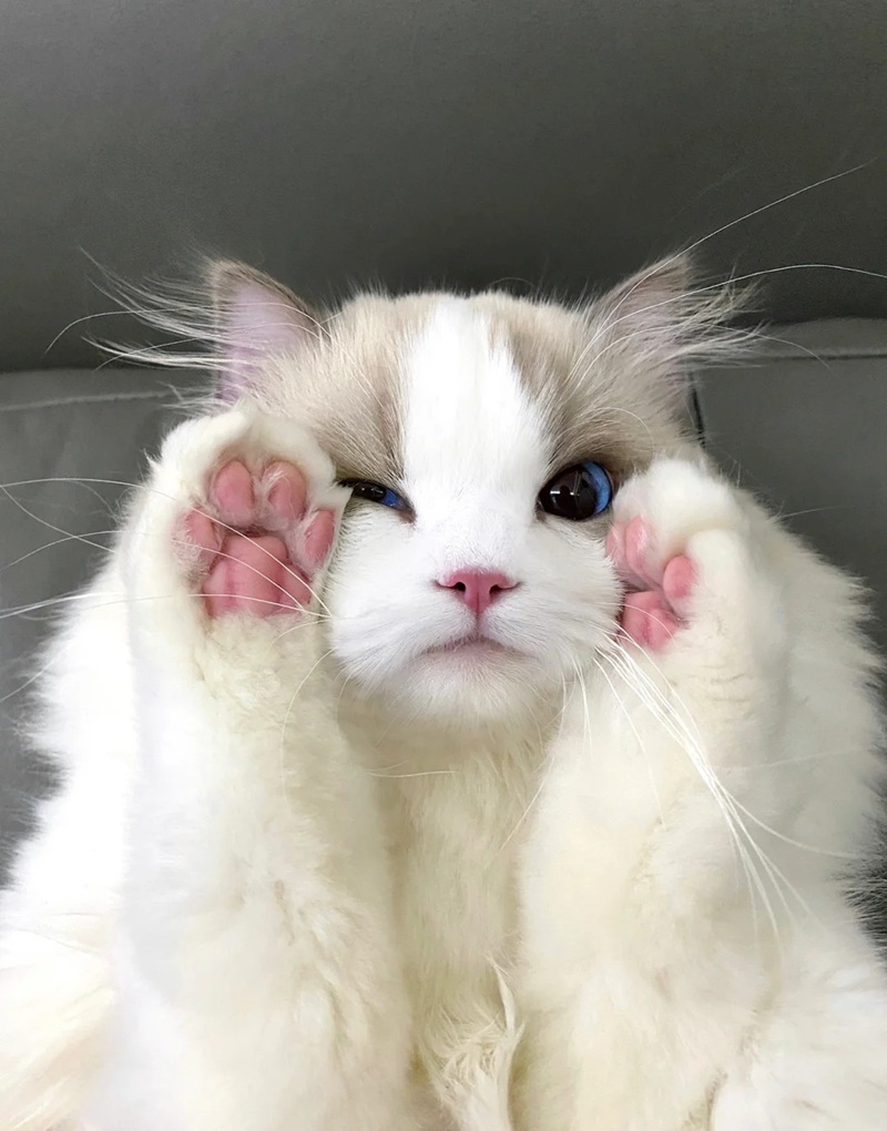 Tải ngay 78+hình nền điện thoại cute siêu cấp đáng yêu (full hd) hình nền điện thoại cute 2