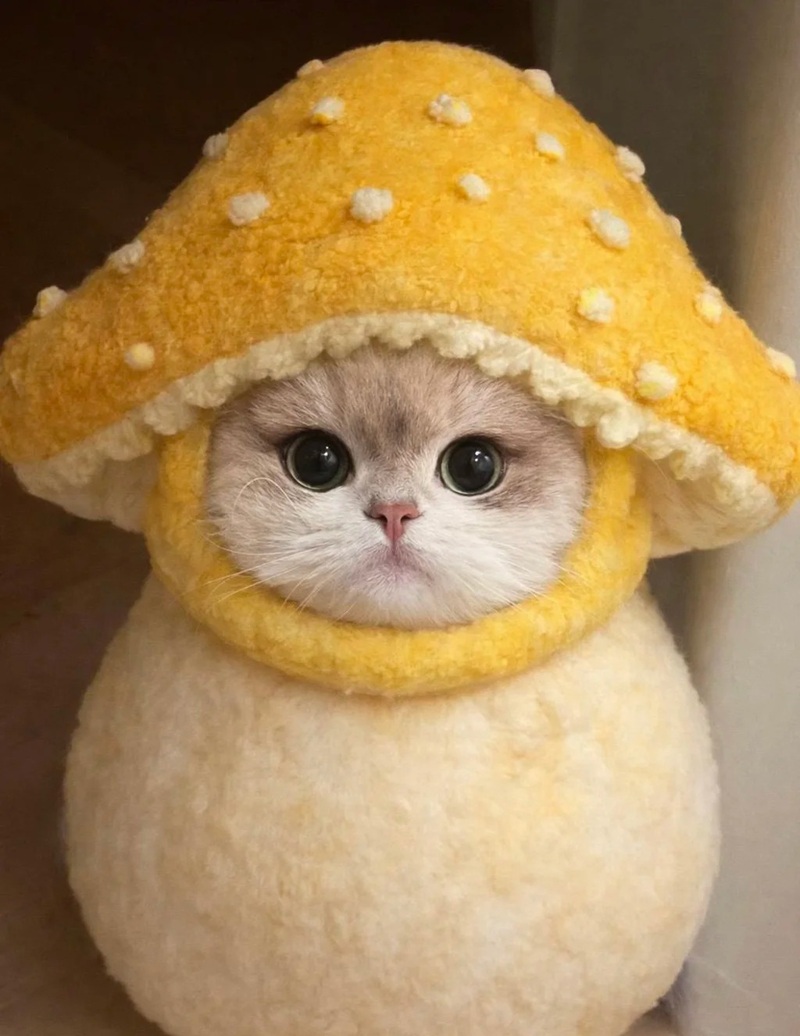 Tải ngay 78+hình nền điện thoại cute siêu cấp đáng yêu (full hd) hình nền điện thoại cute 32