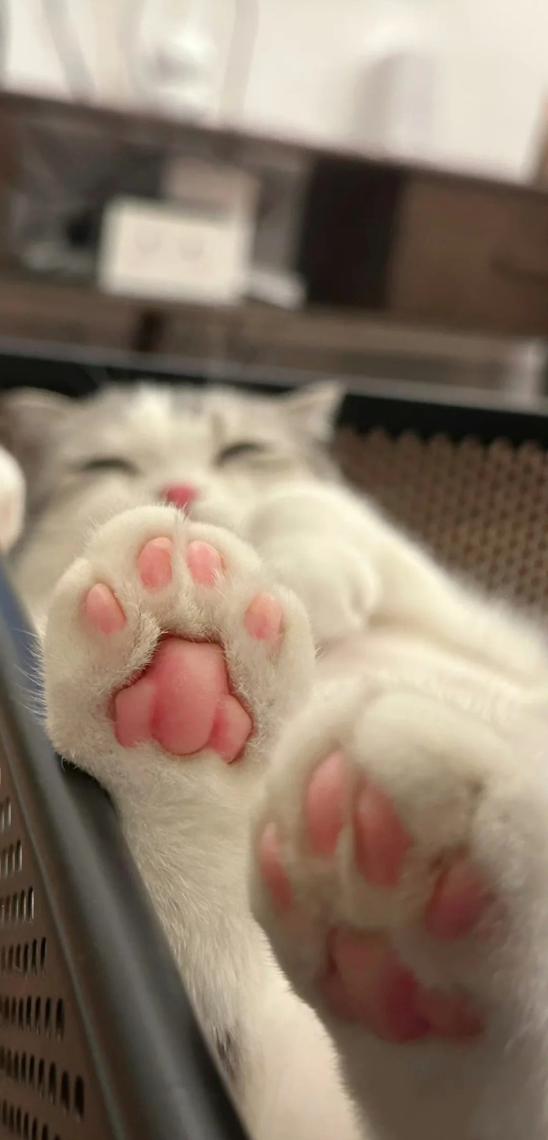 Tải ngay 78+hình nền điện thoại cute siêu cấp đáng yêu (full hd) hình nền điện thoại cute 39