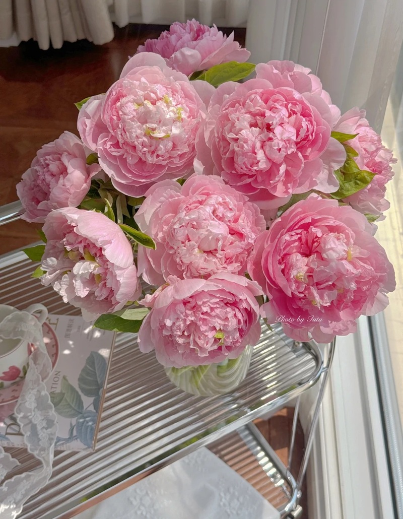 hình nền hoa mẫu đơn 22