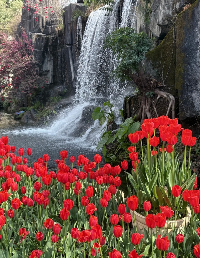 hình nền hoa tulip 27