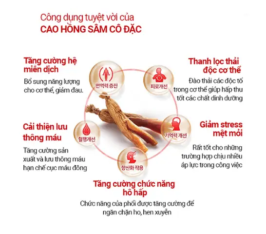 Hồng Sâm Có Tác Dụng Gì? Tổng Hợp Từ A Đến Z Hồng Sâm Có Tác Dụng Gì? Tổng Hợp Từ A Đến Z